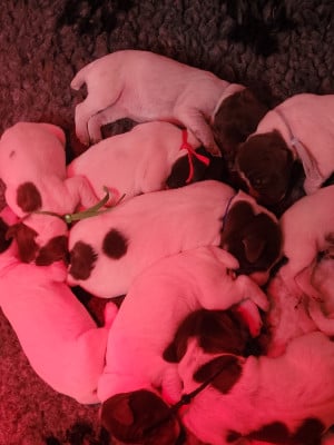 Les chiots de Braque français, type Pyrenees (petite taille)