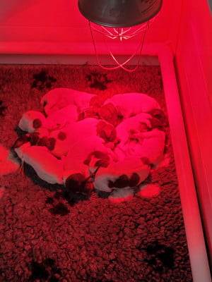 Les chiots de Braque français, type Pyrenees (petite taille)