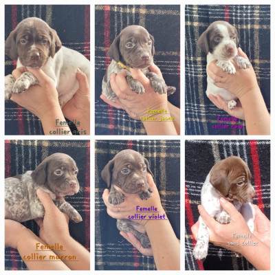 Les chiots de Braque français, type Pyrenees (petite taille)