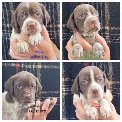 Les chiots de Braque français, type Pyrenees (petite taille)