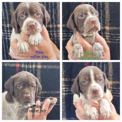 Les chiots de Braque français, type Pyrenees (petite taille)