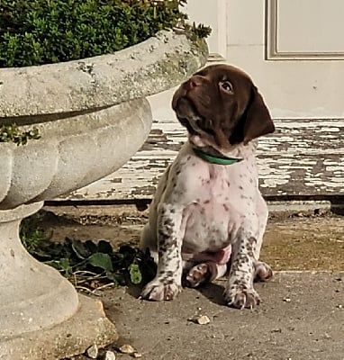Les chiots de Braque français, type Pyrenees (petite taille)