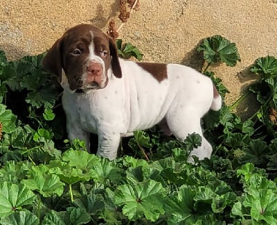 Les chiots de Braque français, type Pyrenees (petite taille)