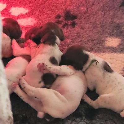 Les chiots de Braque français, type Pyrenees (petite taille)