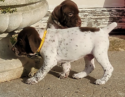 Les chiots de Braque français, type Pyrenees (petite taille)