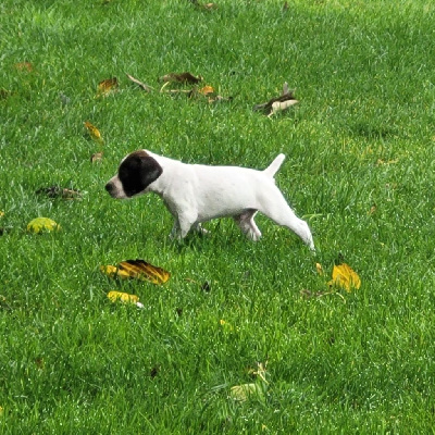 Les chiots de Braque français, type Pyrenees (petite taille)
