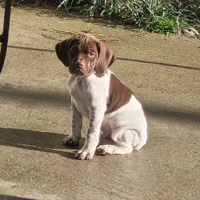 Les chiots de Braque français, type Pyrenees (petite taille)