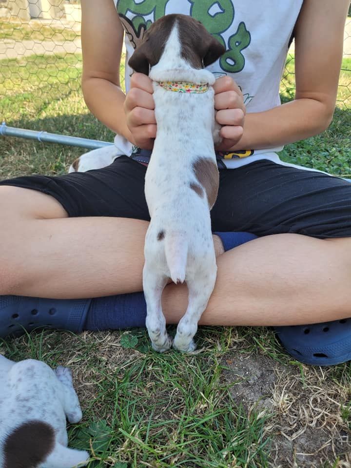 collier jaune fleuri