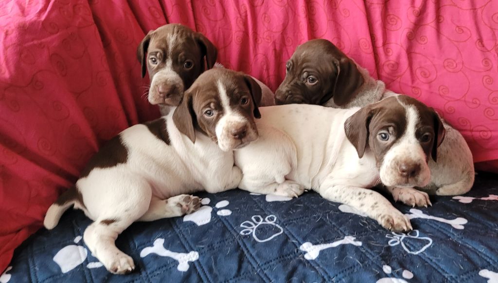 Braque français, type Pyrenees (petite taille) - Des Fontaines De Cix