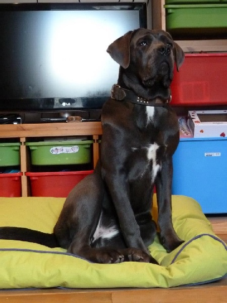 Publication : Basil'Evidenza