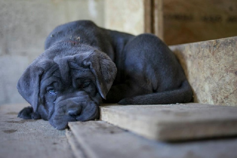 Publication : Basil'Evidenza