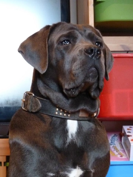 Publication : Basil'Evidenza