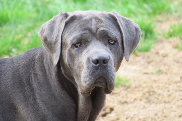 Publication : Basil'Evidenza