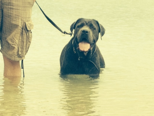 Publication : Basil'Evidenza