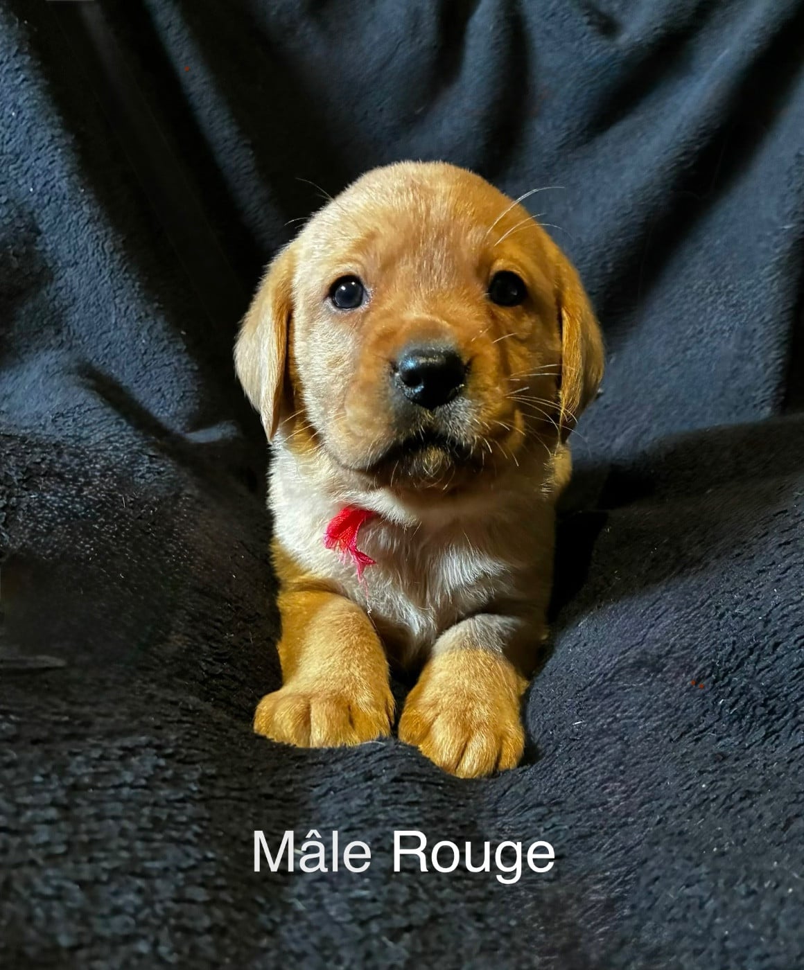 Mâle red fox ruban ROUGE