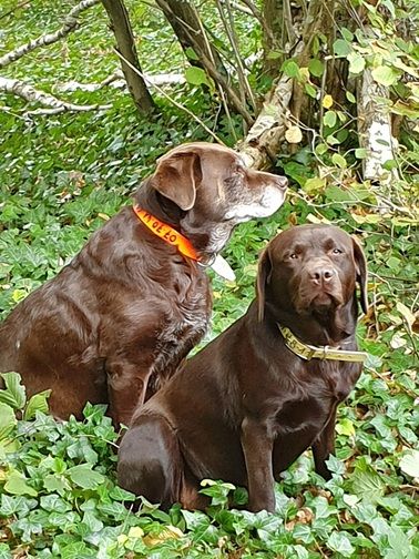 Swing de la roselière solitaire