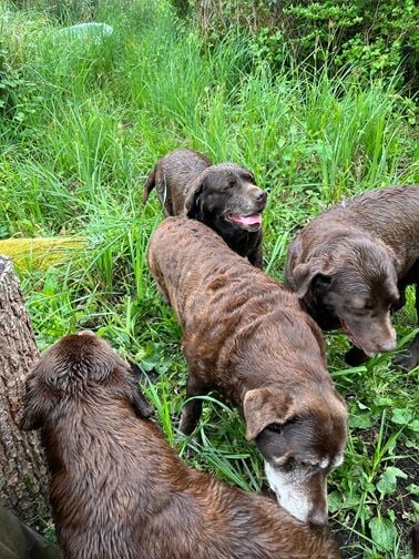 Swing de la roselière solitaire