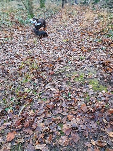 Swing de la roselière solitaire