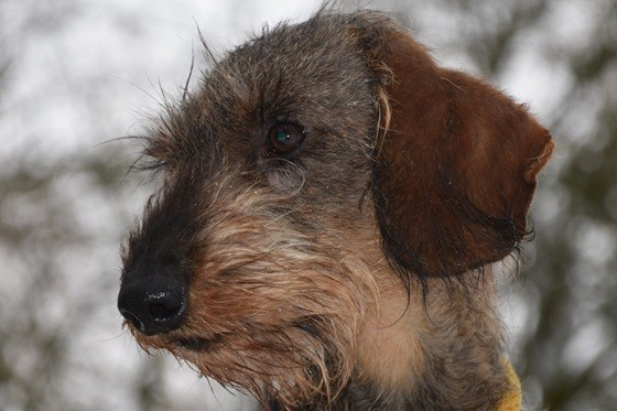 Vivo Per Leï de la roselière solitaire