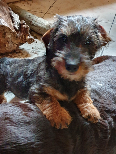 Vivo Per Leï de la roselière solitaire