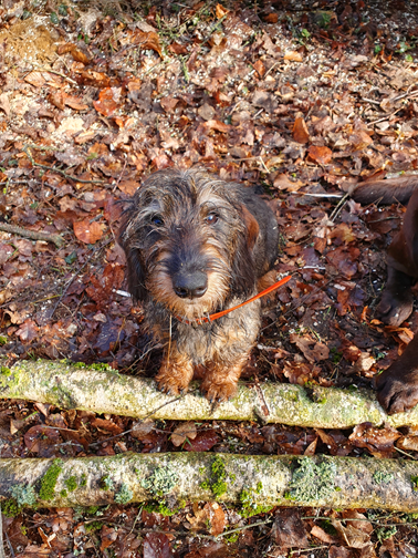 Vivo Per Leï de la roselière solitaire