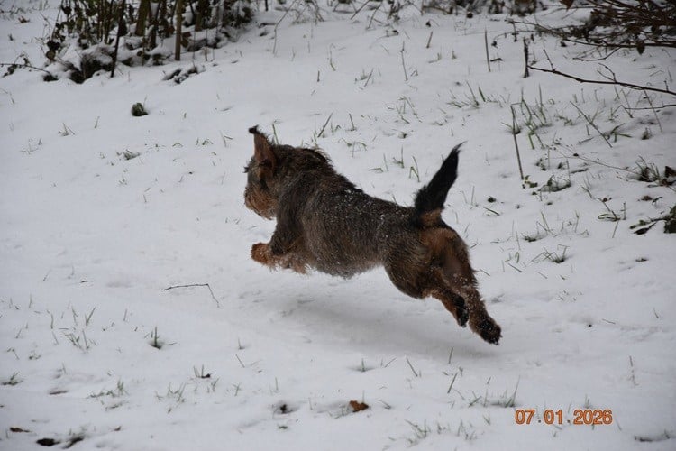 Vivo Per Leï de la roselière solitaire