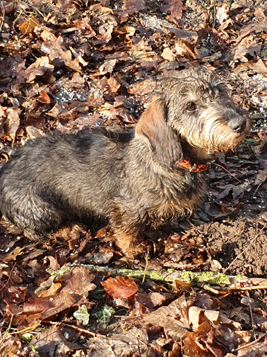 Vivo Per Leï de la roselière solitaire