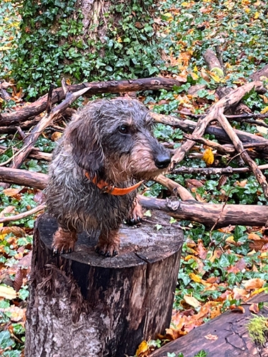 Vivo Per Leï de la roselière solitaire