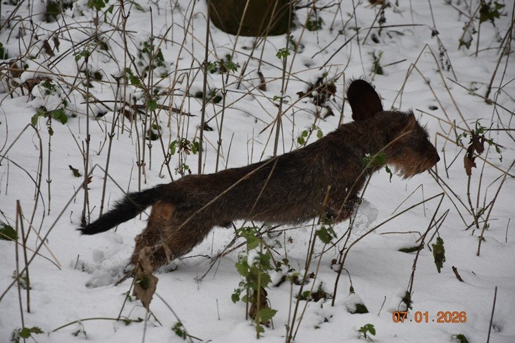 Vivo Per Leï de la roselière solitaire