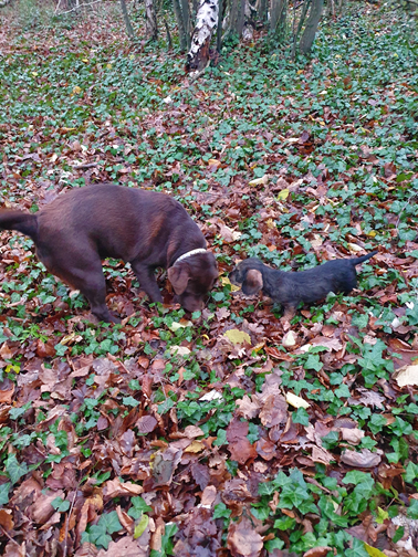 Vivo Per Leï de la roselière solitaire