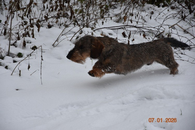 Vivo Per Leï de la roselière solitaire