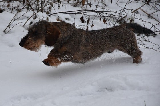 Vivo Per Leï de la roselière solitaire