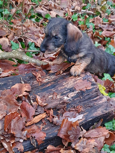 Vivo Per Leï de la roselière solitaire