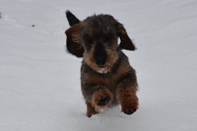 Vivo Per Leï de la roselière solitaire