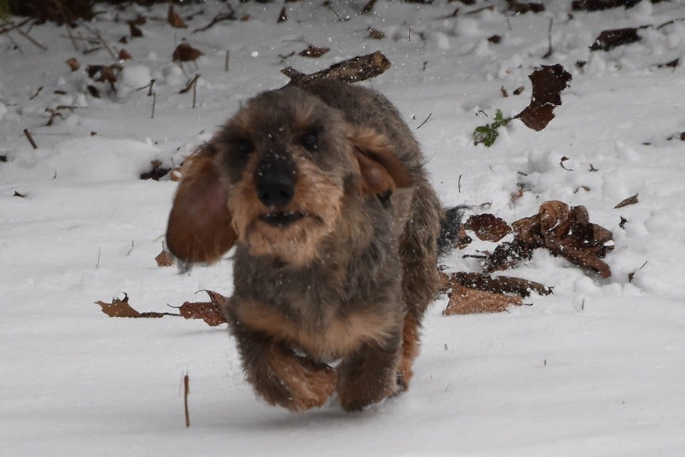 Vivo Per Leï de la roselière solitaire