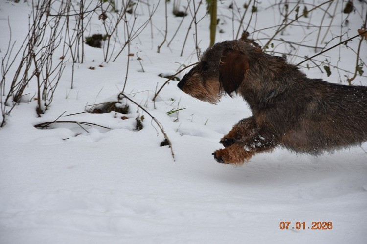 Vivo Per Leï de la roselière solitaire