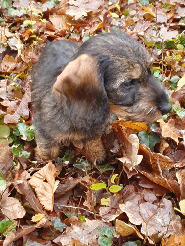 Vivo Per Leï de la roselière solitaire