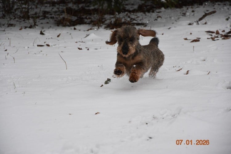 Vivo Per Leï de la roselière solitaire
