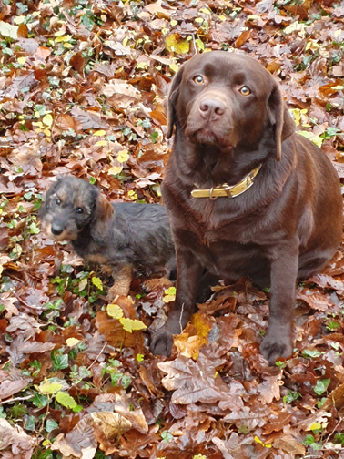 Vivo Per Leï de la roselière solitaire