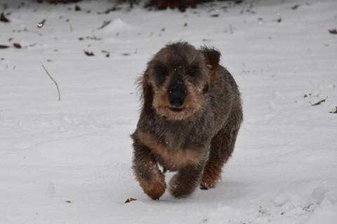 Vivo Per Leï de la roselière solitaire
