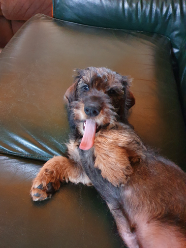 Vivo Per Leï de la roselière solitaire