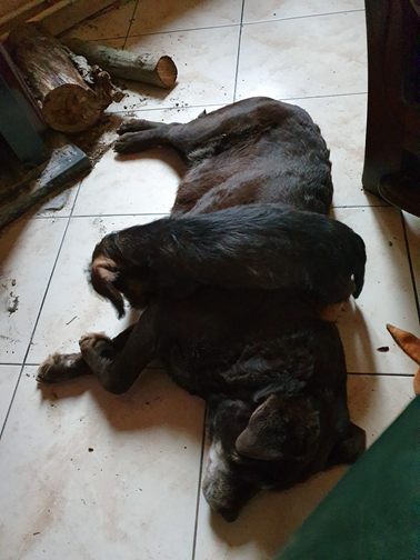 Vivo Per Leï de la roselière solitaire