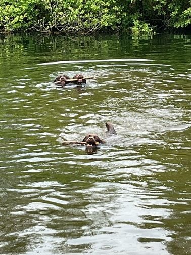 Swing de la roselière solitaire
