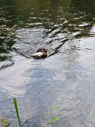 Swing de la roselière solitaire