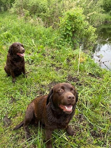 Swing de la roselière solitaire