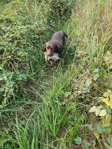 Swing de la roselière solitaire