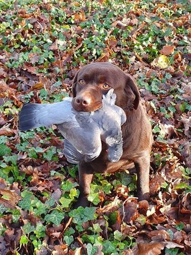 Swing de la roselière solitaire
