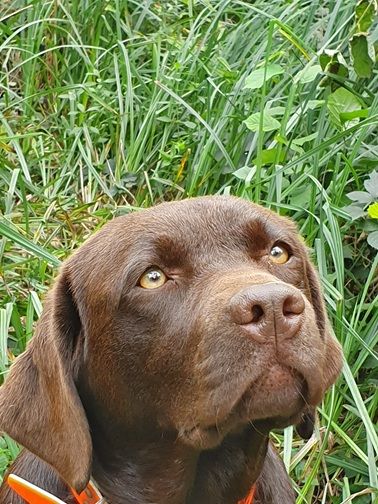 Swing de la roselière solitaire