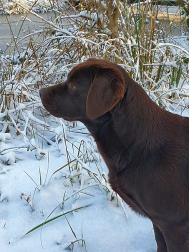 Swing de la roselière solitaire
