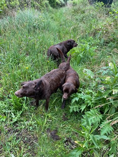 Swing de la roselière solitaire
